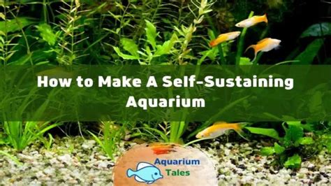 self sustaining aquarium|How to Build a Self Sustaining Aquarium: Tips and Tricks for .
